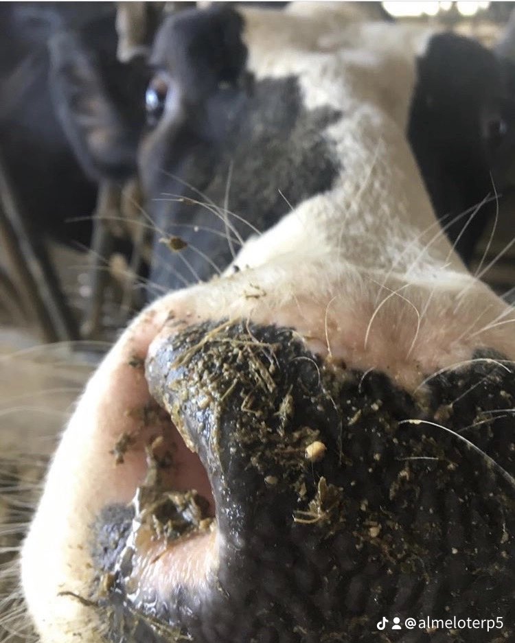Almelo Holsteins Inc. tweet media