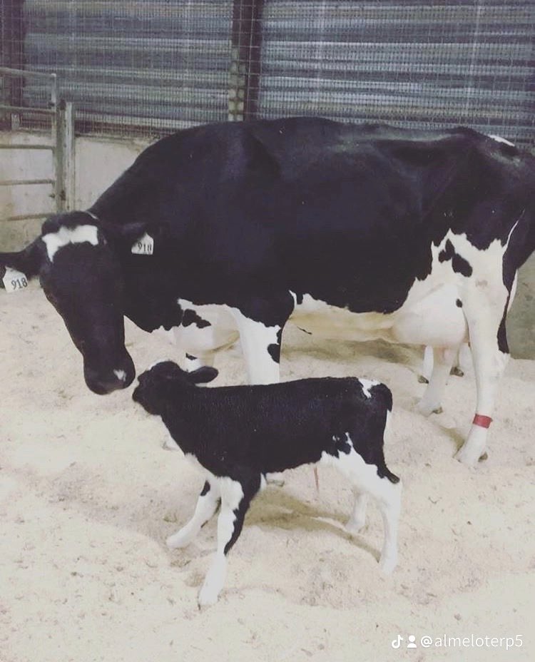Almelo Holsteins Inc. tweet media