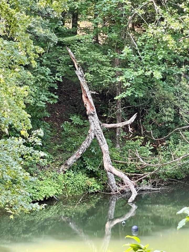 LKmorgan_x's tweet image. Ent!!!

#LordOfTheRings #Treebeard