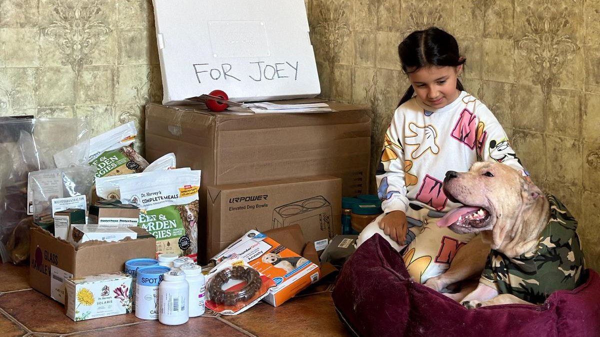 therealGWARP's tweet photo. Joey, a bait dog survivor, is healing emotionally thanks to a supporter's care boxes filled with love - toys, treats, clothes, and more! From the US to Azerbaijan, Joey's feeling the love. Stay tuned for updates on his journey. Thank you for your support! #PITBULL #rescue #dog https://t.co/Pft6XpwFe0