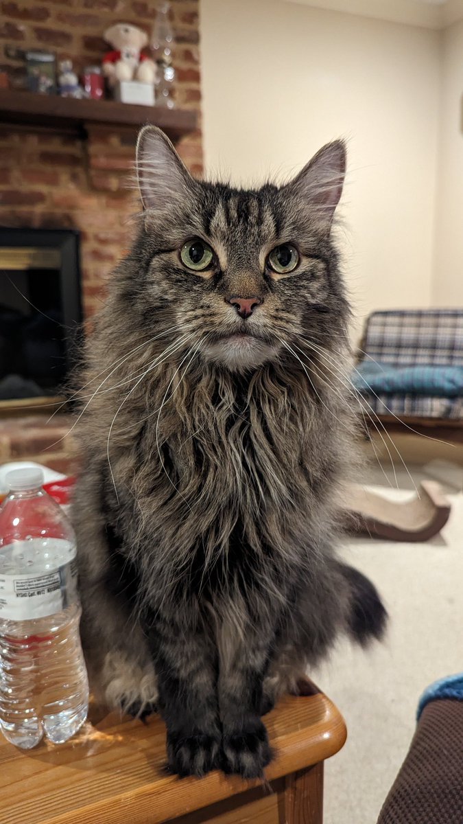 ProfessorsCat's tweet photo. #PostAFavPic4VioletFeb24
Day 13: Galentine
#GalentinesDay is a celebration of female friendship. Let's party today ladies - we are worth it 😺. Just remember, stay hydrated 💧♥️🌹
- Izzy
#PrincessPuffLion #tuesdayvibe #Xcats #CatsOfTwitter https://t.co/3UjiD0v2Ap