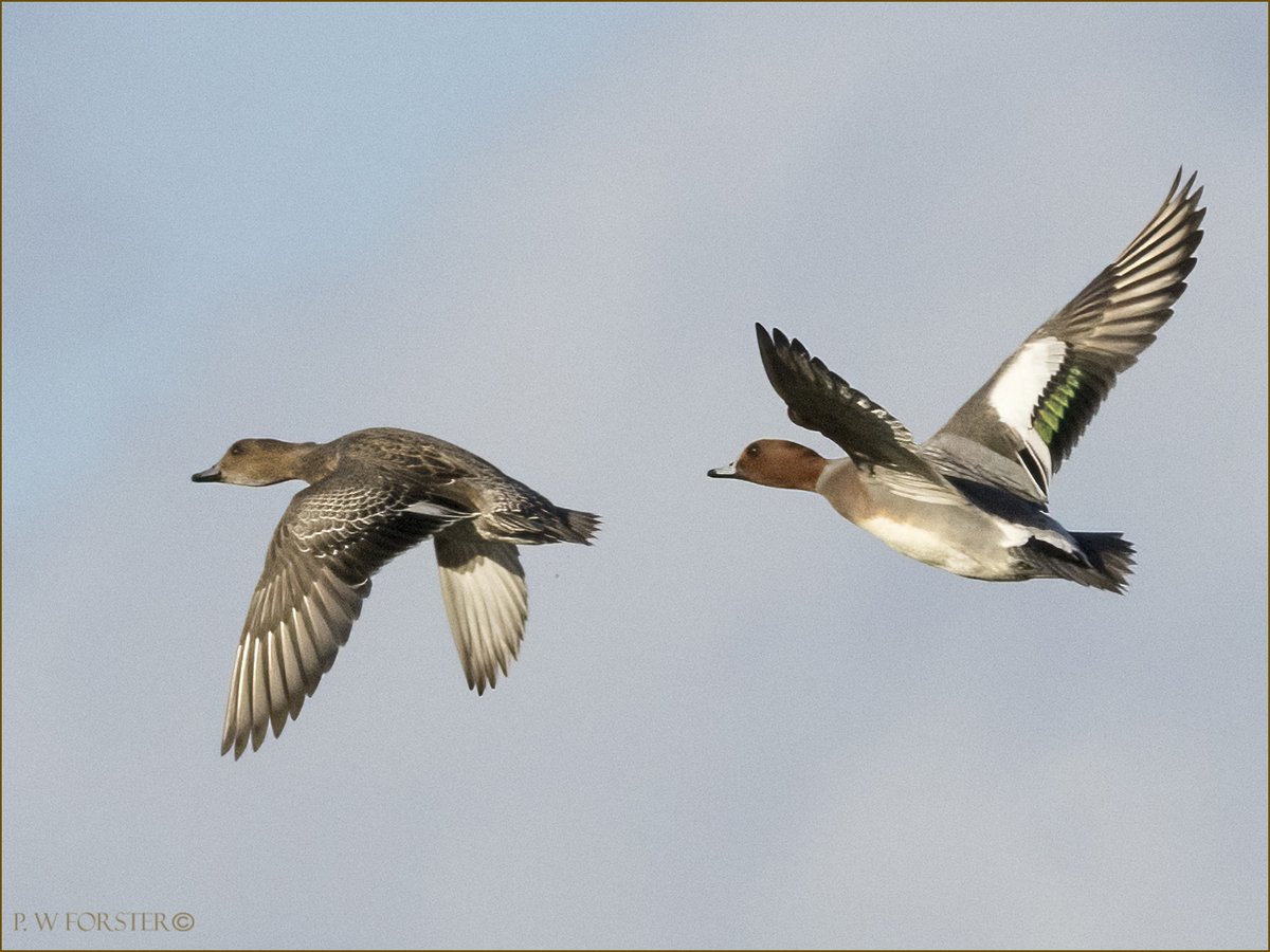 Pair of widgeon from North Gare yesterday 
@teesbirds1 @WhitbyNats @clevelandbirds @teeswildlife @DurhamBirdClub @TeesmouthNNR
@RSPBSaltholme @YWT_North @YorksWildlife @NTBirdClub @WildlifeMag @BBCSpringwatch @RSPBbirders #Nodrivalpost