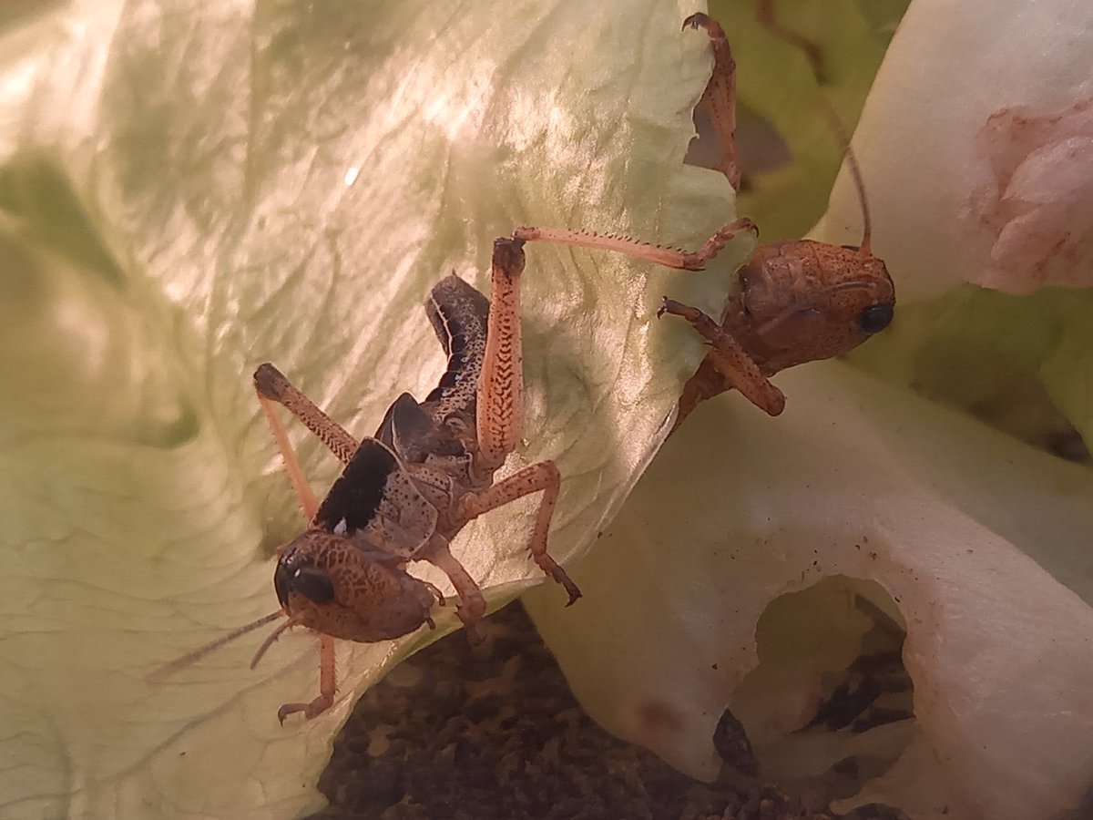 DrAndiWilson's tweet photo. Peak-a-boo 🦗🥬 #INNOFUN https://t.co/vu2On4f1Rt