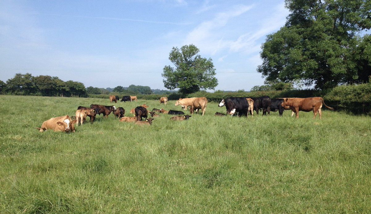 Today is the final day of my cattle routines. Last day of feeding and checking, the last week has been the final week of scraping out, bedding up, TB testing ( not that I’ll miss that ). Tomorrow morning the last of my cattle are off and the first time in 30 years of not having