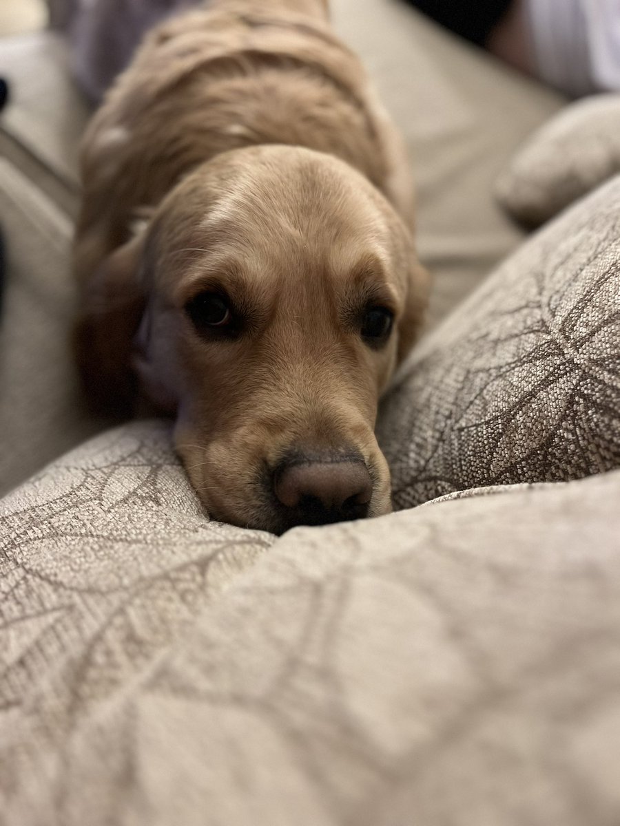 Oh et olla kuldne retriiver ilma lasteta kahe sissetulekuga peres🤴🏻