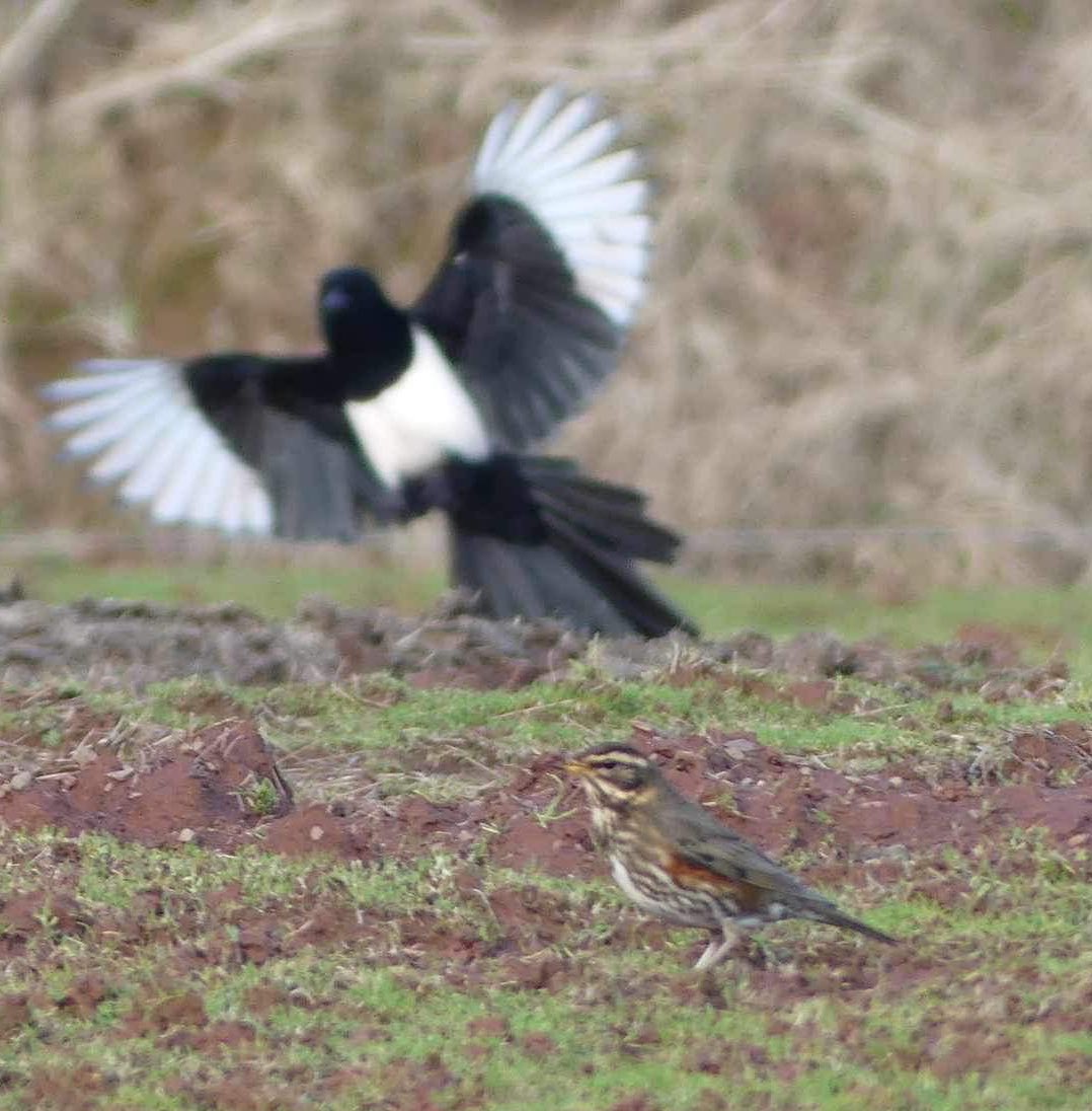 Wasn’t a great shot of a redwing anyway, but loving the magpie doing the stereotypical ‘photobomb’ pose in the background. Taken on my friend’s camera, at a zoo, because I was more excited about thrushes than the rhino… #birds #BirdTwitter #magpie