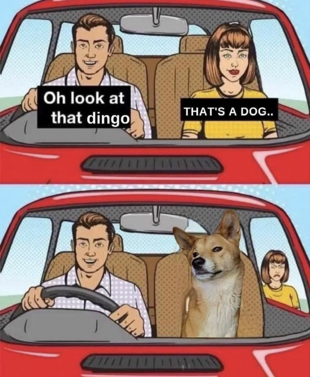 dingo time #lfdg🚀