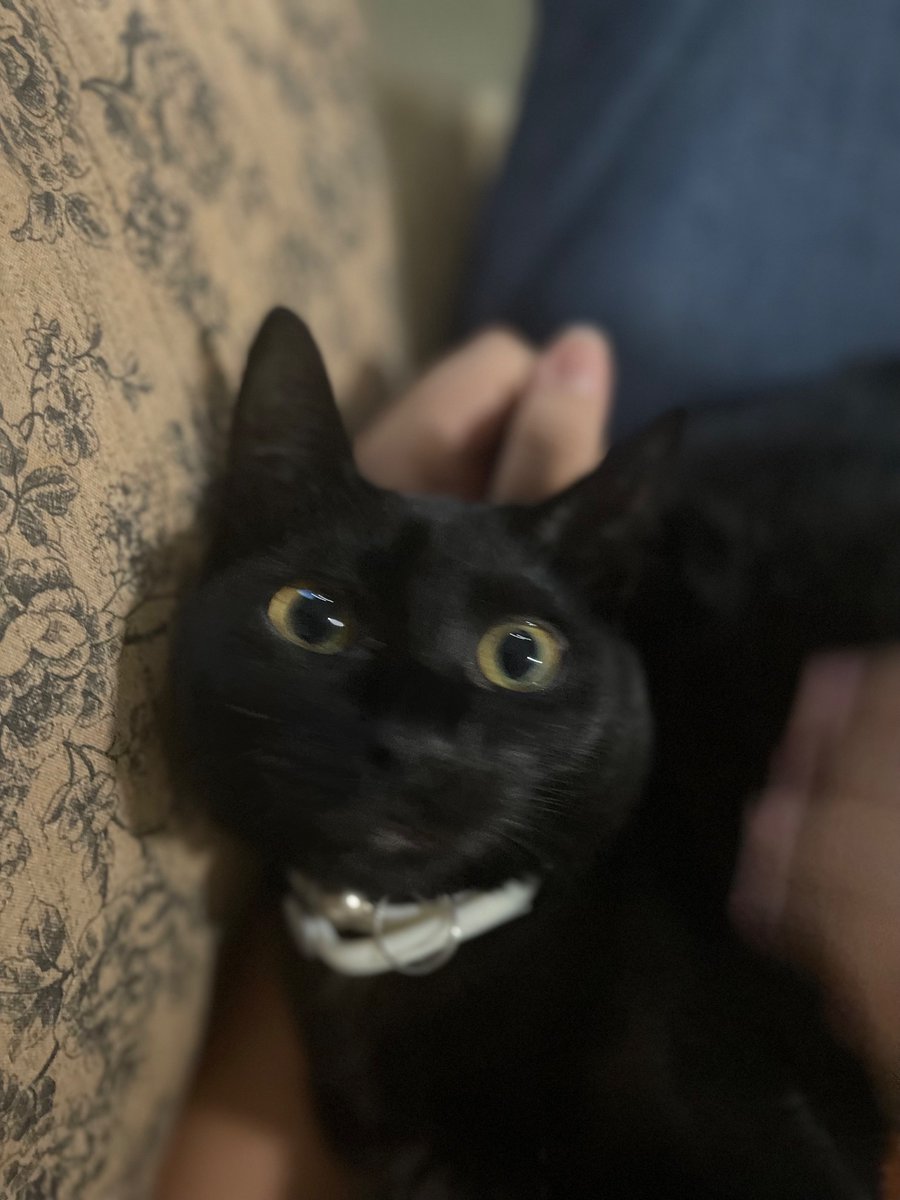 lucas cutie patootie ushsysysh