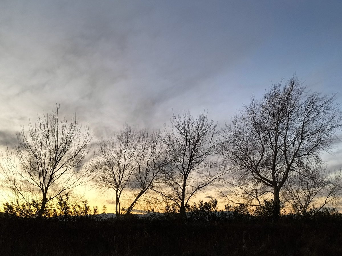 jrbarbalba's tweet image. has vist el
bosc

enllà del
riu

freds
esquelets de roure?

res no
respira

el brancatge
arrissat

com un dubte
fòssil

res no s’hi
mou

com és
feixuga

                    la tarda

Paisatge amb hivern
Anna Dodas