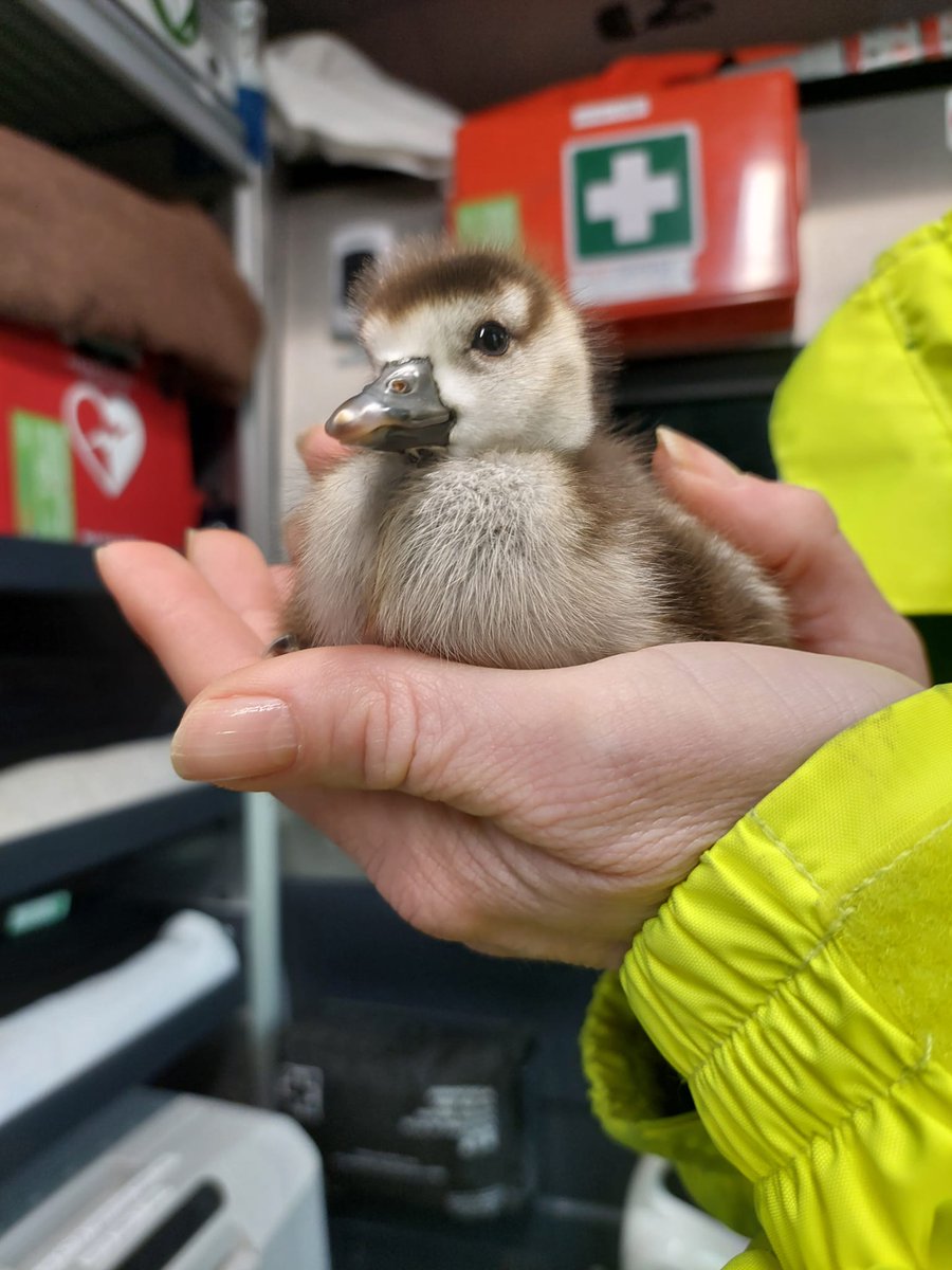 DierenAmsterdam's tweet photo. Nieuw leven
Zullen we op de dag van #Valentijn
Lief tegen elkaar zijn.
#nijlgans #vrijwilligers #dierenambulance #Amsterdam #Goedemorgen #Goedevandaag https://t.co/XyxOdtViXQ