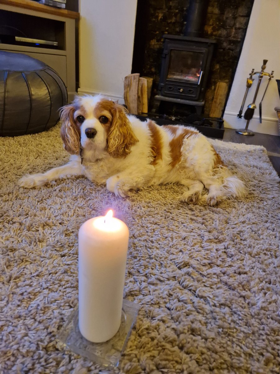 A candle for Clifden 🌈 run free, fly high little one #RememberingClifden #Frans_Cavalier