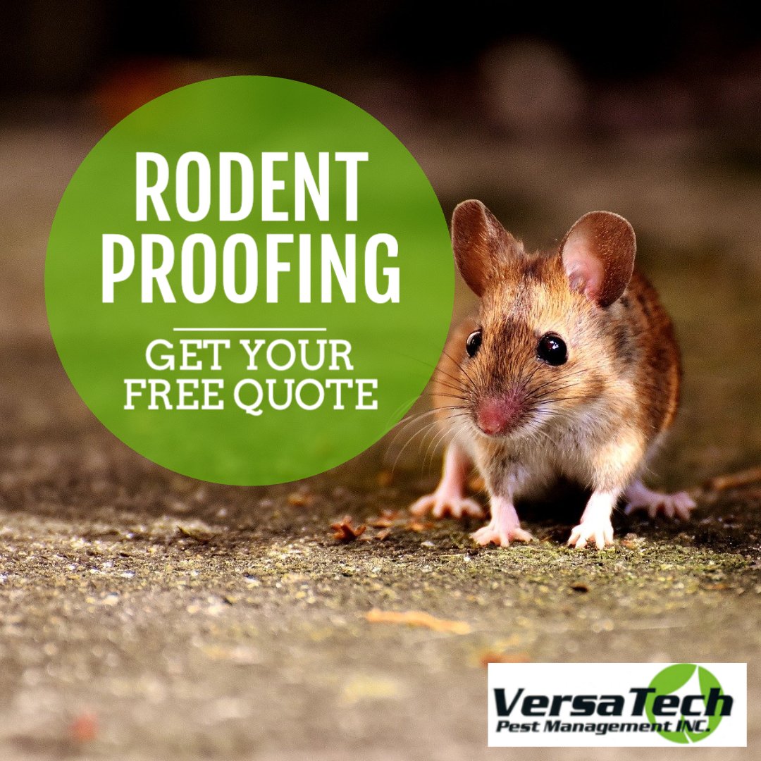 VersaTechPM's tweet photo. Are you seeing signs of #rodents in your home? Versa-Tech's highly-skilled pest pros are here for you with Free Inspections & Quick Response Time. Get rid of rats & mice fast at (888) 429-1213.
#rodentcontrol #rodentproofing #VersaTech #losangelesexterminator #exterminators https://t.co/jU7nONUJGV