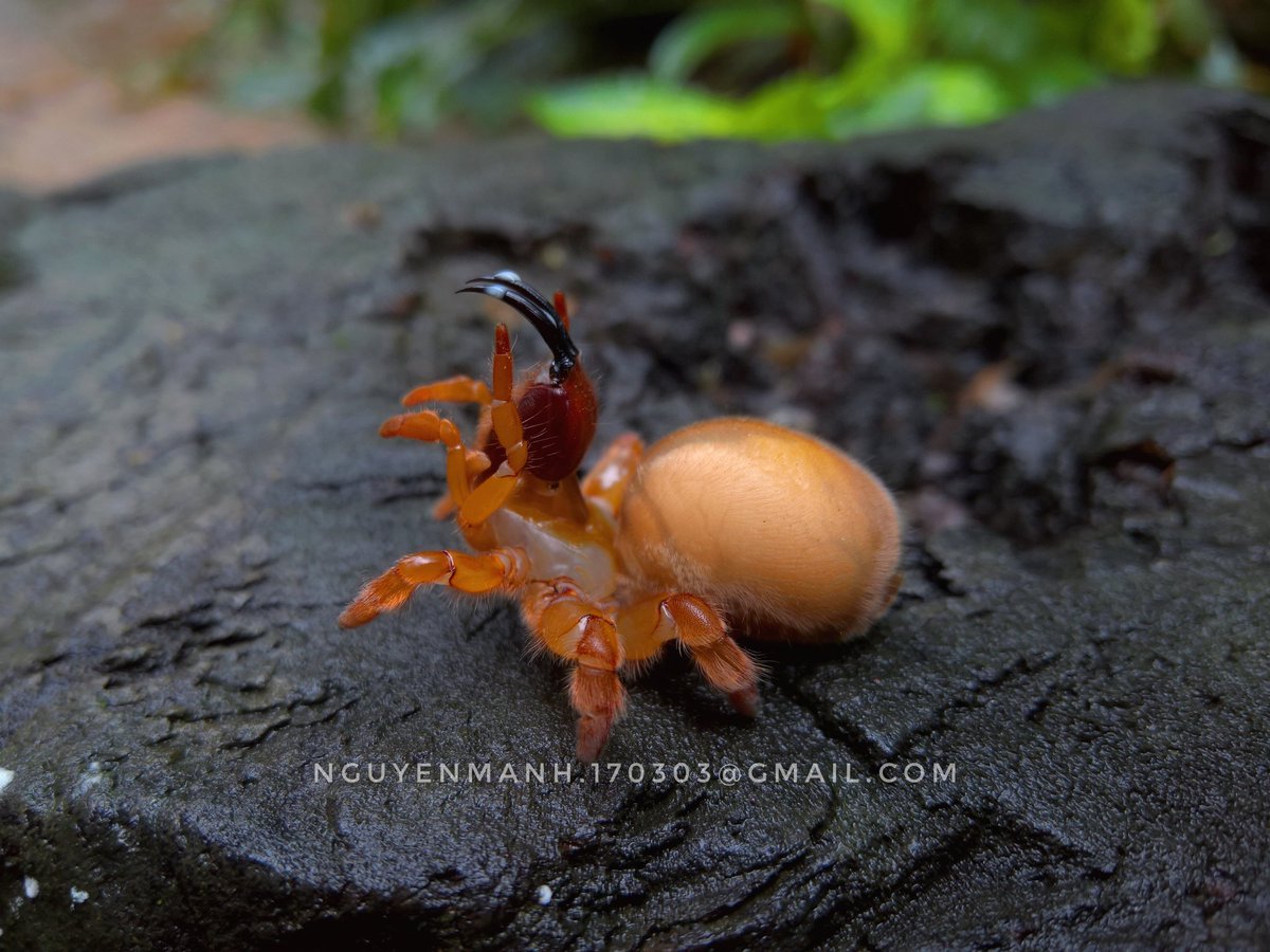 Mạnh Nguyễn - Nguyen tweet media