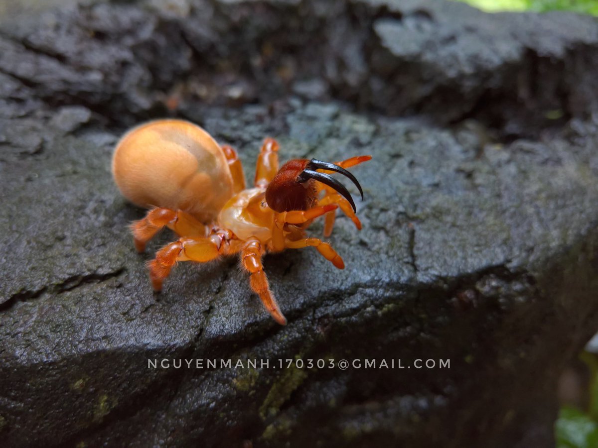 Mạnh Nguyễn - Nguyen tweet media