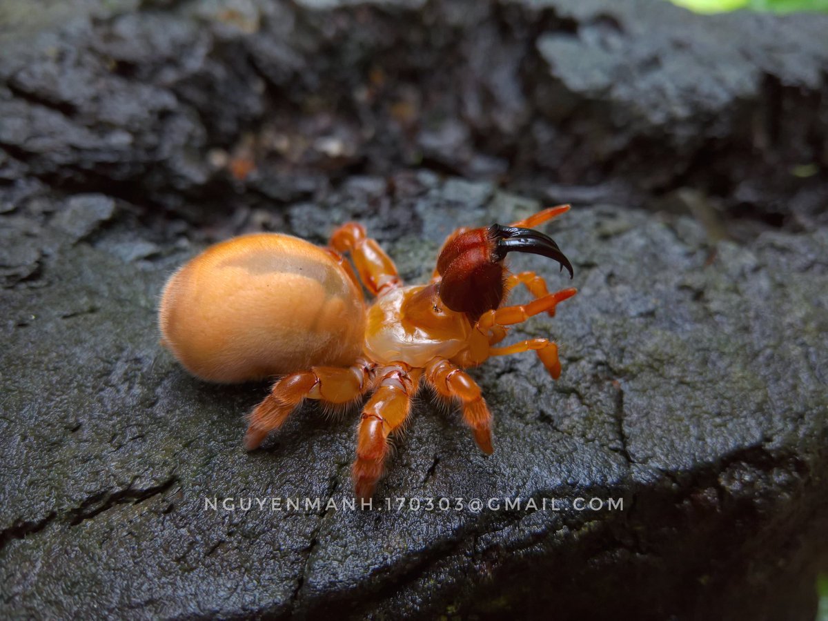 Mạnh Nguyễn - Nguyen tweet media