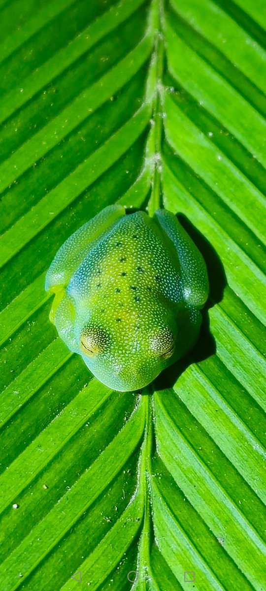 In unserem Land Tigra Regenwaldprojekt haben wir die nächste Froschart entdeckt. Übrigens Nr 30!
