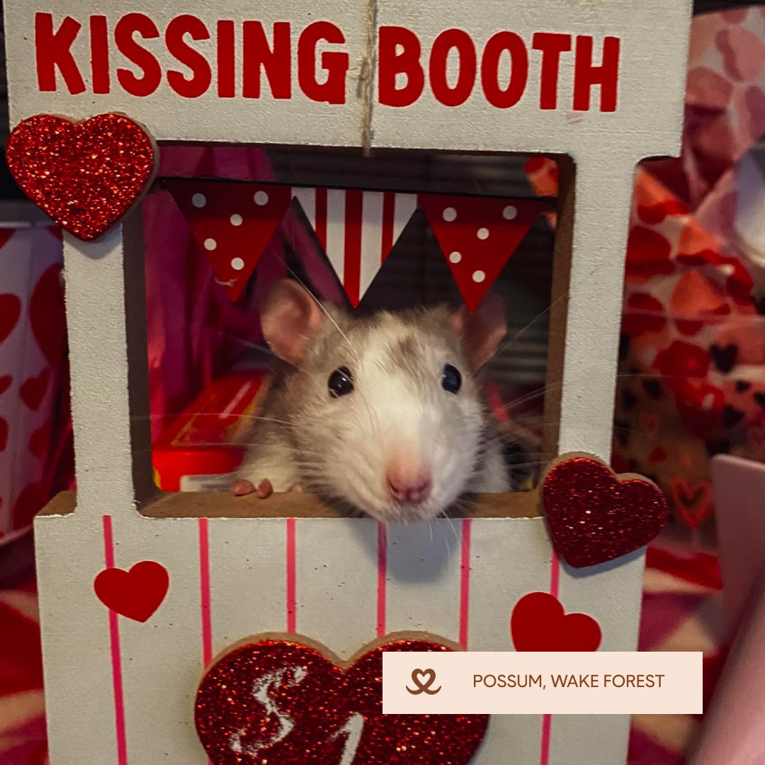 mypetfolk's tweet photo. 💕🐾 Happy Valentine's Day from all of us at Petfolk! 🐾 Today, we're celebrating the unconditional love and joy our pets bring into our lives every single day. Share the love with your pets today and every day!  #ValentinesDay #LoveYourPet #PetfolkLove https://t.co/b1V3E2acgo