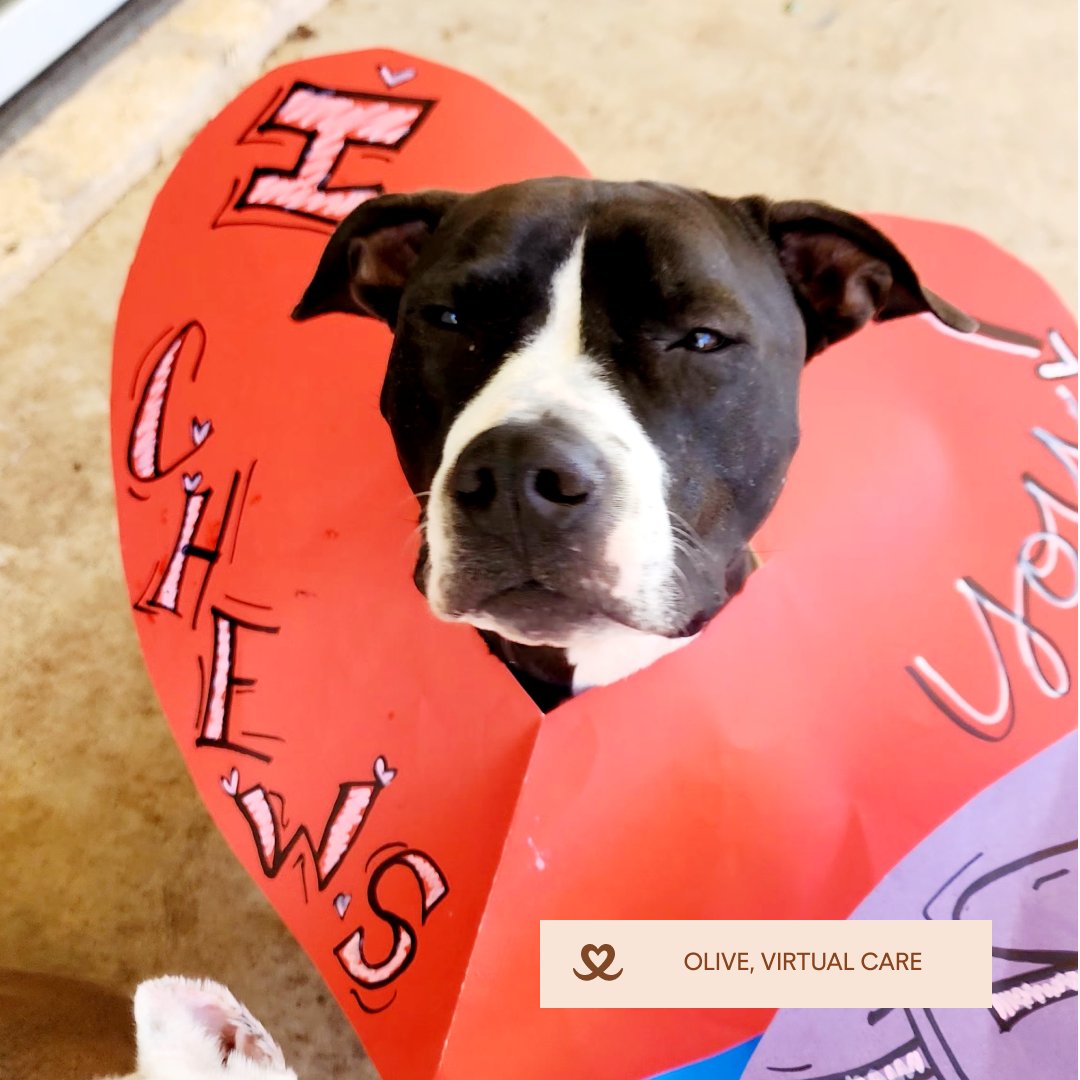 mypetfolk's tweet photo. 💕🐾 Happy Valentine's Day from all of us at Petfolk! 🐾 Today, we're celebrating the unconditional love and joy our pets bring into our lives every single day. Share the love with your pets today and every day!  #ValentinesDay #LoveYourPet #PetfolkLove https://t.co/b1V3E2acgo