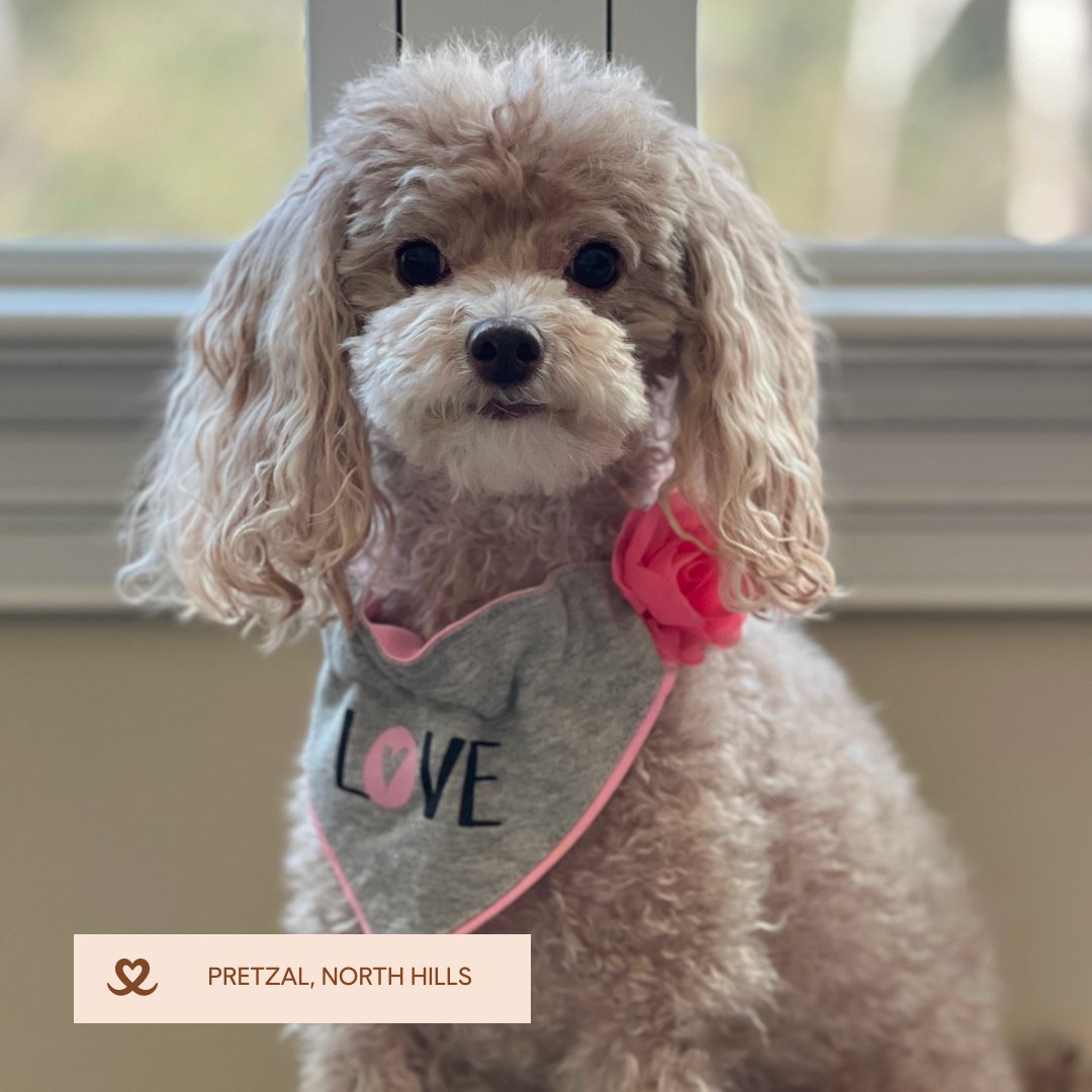 mypetfolk's tweet photo. 💕🐾 Happy Valentine's Day from all of us at Petfolk! 🐾 Today, we're celebrating the unconditional love and joy our pets bring into our lives every single day. Share the love with your pets today and every day!  #ValentinesDay #LoveYourPet #PetfolkLove https://t.co/b1V3E2acgo