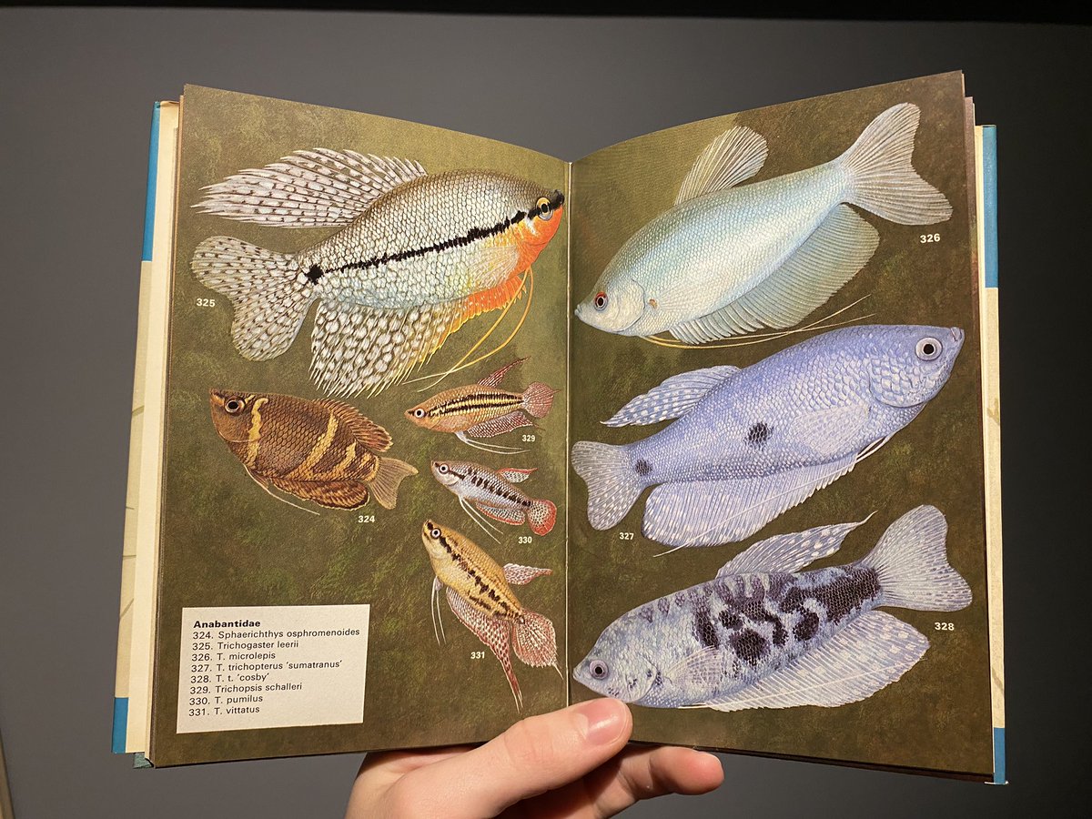MarineBioJoshua's tweet photo. Some beautiful illustrations from a few older fish guides I’ve found! https://t.co/On26VreSAB