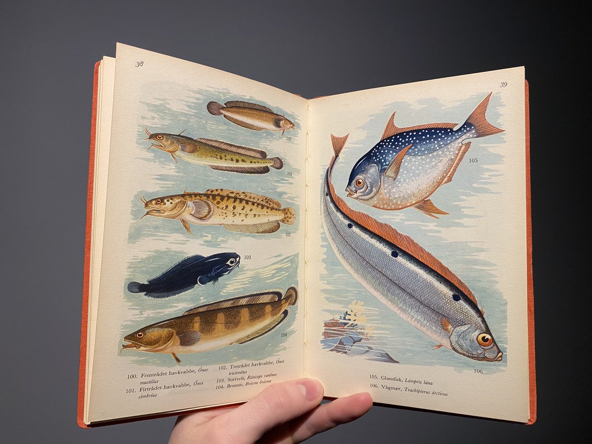 MarineBioJoshua's tweet photo. Some beautiful illustrations from a few older fish guides I’ve found! https://t.co/On26VreSAB
