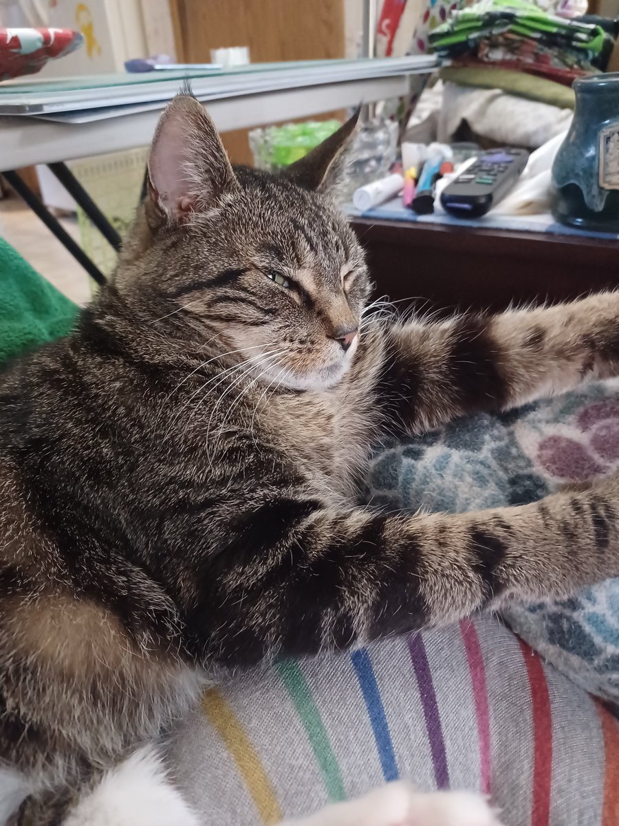 mysticspider's tweet photo. @gtconway3d Ollie appreciates you...😻 https://t.co/Rd5R3RXA0t
