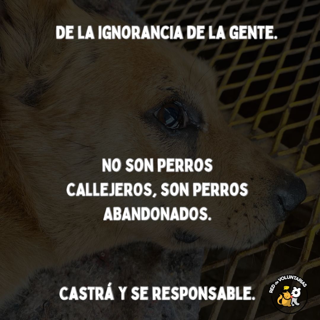 Red de Voluntarias (@red_voluntarias) on Twitter photo Los perros "callejeros" son producto de perros abandonados. Castrá, sé responsable. <a href="/soyleomontero/">Leo Montero</a> <a href="/zairana/">Zaira</a> <a href="/vazqueznico/">Nicolas Vazquez 🇦🇷</a> <a href="/gimeaccardi/">Gimena con G</a> <a href="/Su_Gimenez/">Susana Gimenez</a> Los perros "callejeros" son producto de perros abandonados. Castrá, sé responsable. <a href="/soyleomontero/">Leo Montero</a> <a href="/zairana/">Zaira</a> <a href="/vazqueznico/">Nicolas Vazquez 🇦🇷</a> <a href="/gimeaccardi/">Gimena con G</a> <a href="/Su_Gimenez/">Susana Gimenez</a>