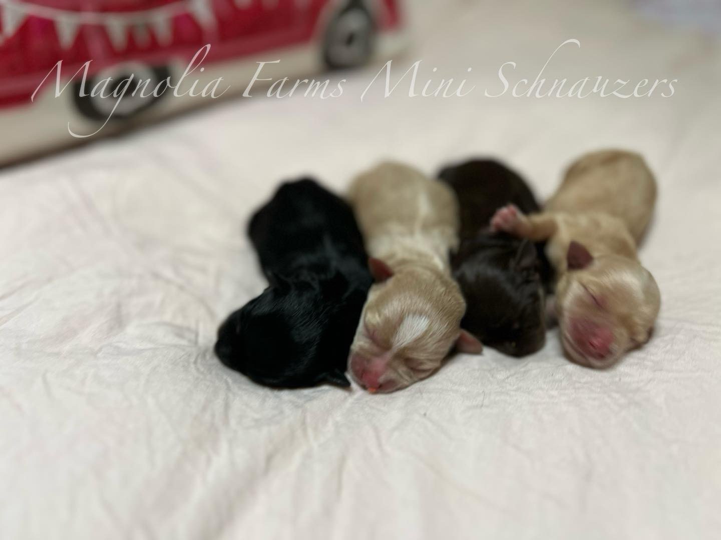 Magnolia farms 2025 mini schnauzers