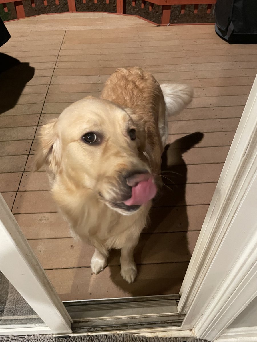 Foster326552's tweet image. Bailey #TongueOutTuesday #dogsoftwitter #BrooksHaven #grc #GoldenRetrievers #dogsofX