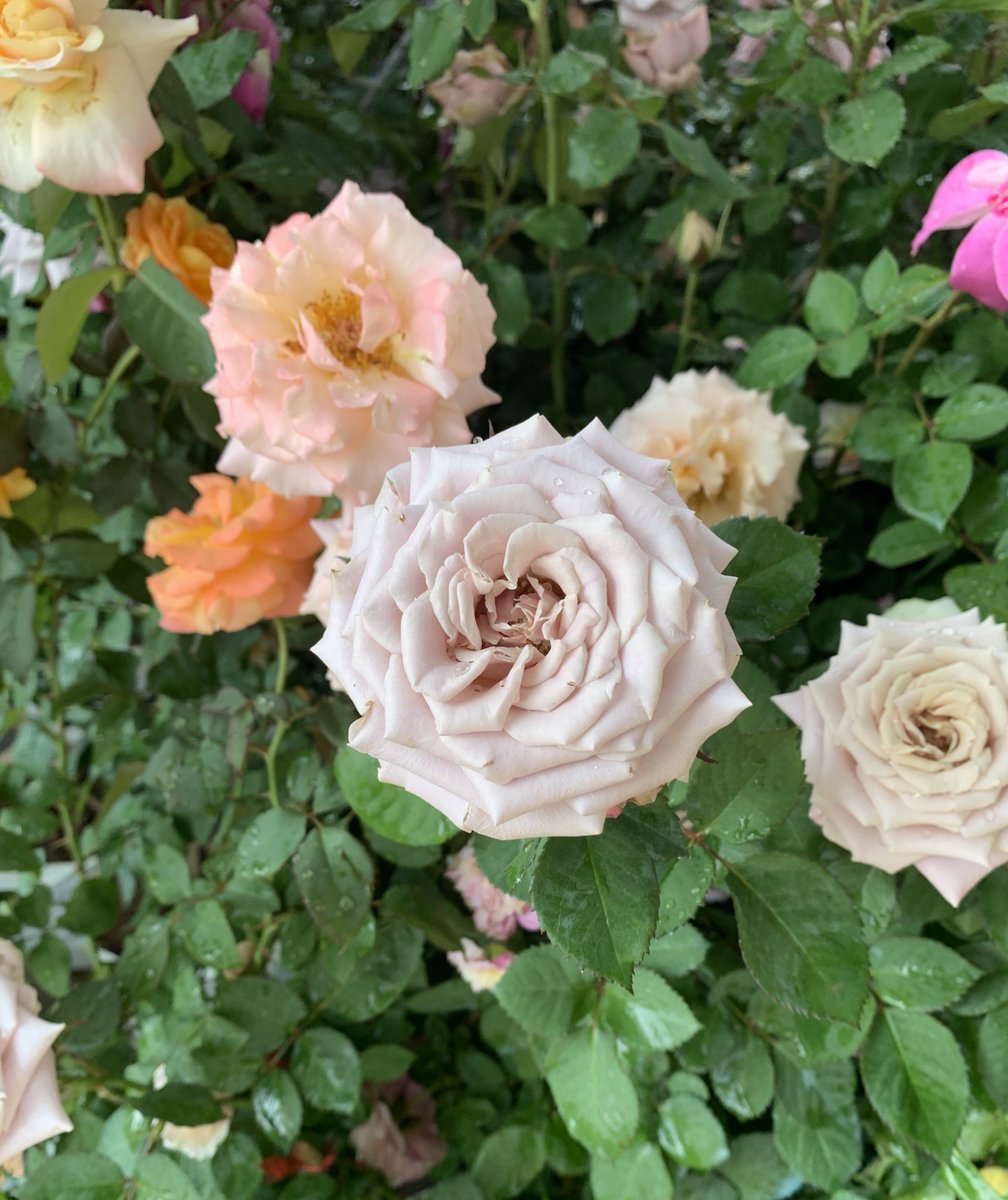 May love blossom all around you today and always. Happy Valentine's Day. 🩷💞🌹❤️ <a href="/BOGUMMY/">박보검</a>