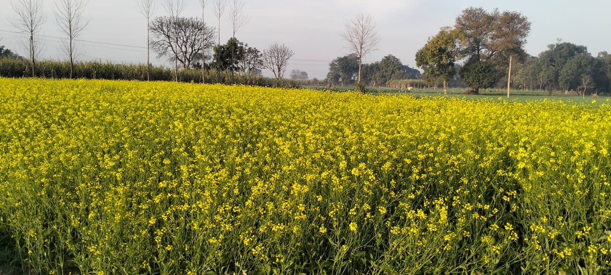 आकाशवाणी समाचार tweet media