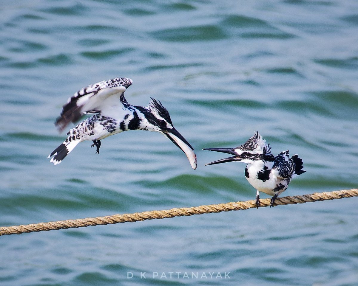 Pied Kingfisher (Ceryle rudis) wooing the lady by offering a fish. #IndiAves #ThePhotoHour #BBCWildlifePOTD #natgeoindia #Bhubaneswar #odisha #india