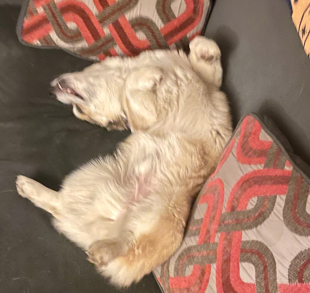 CorgiGriffin's tweet photo. @gtconway3d Sad https://t.co/qp0oWhVRsC