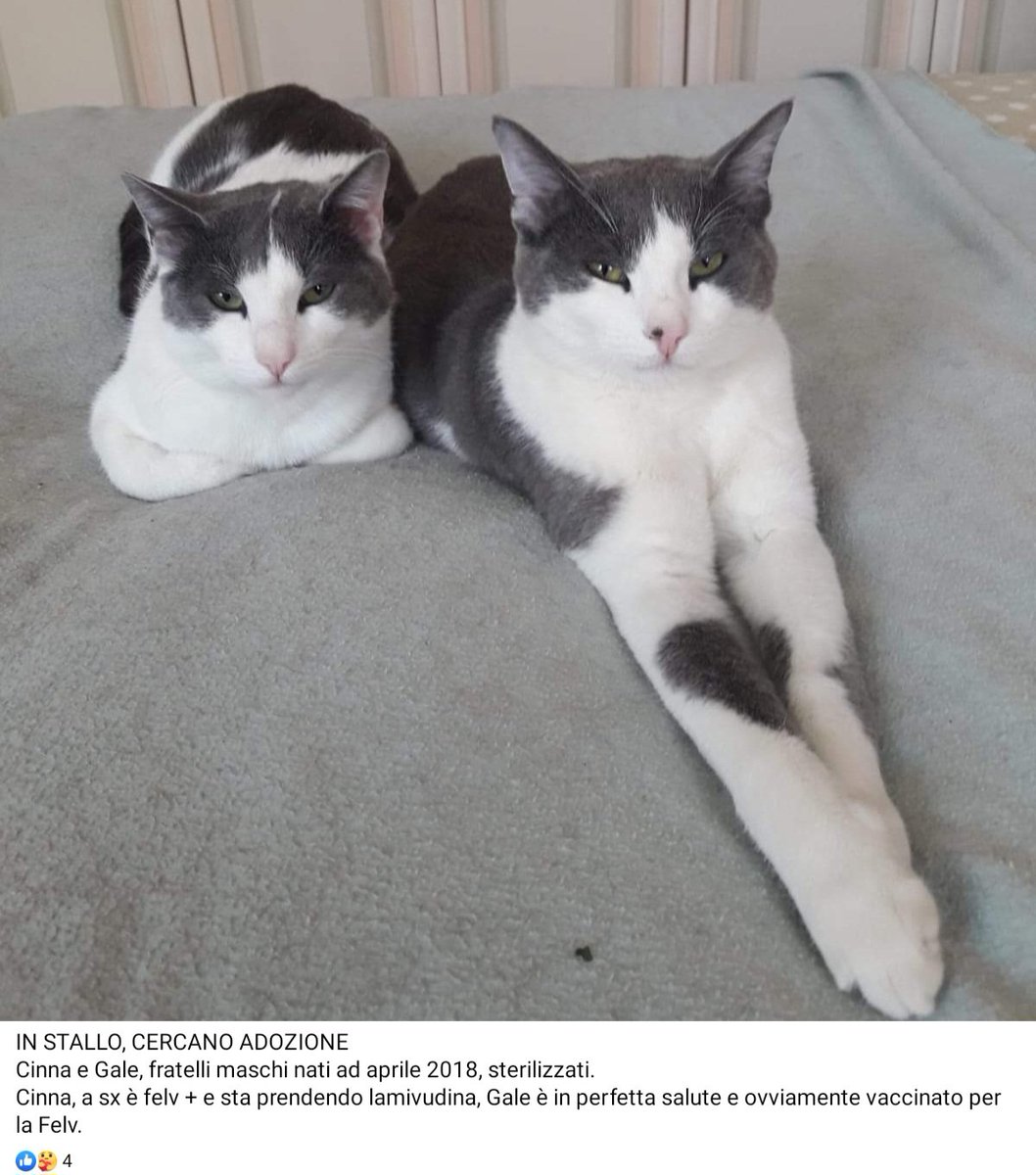 unonlus's tweet photo. Sono a Cervarese Santa Croce ( pd ). 
#Bettina e #tommy  #adottati, #hank purtroppo ha attraversato il ponte  😟😟, mr.#graffio #cinna #gale #cercafamiglia 
🆘️🆘️🆘️🆘️🆘️🙏🏻🙏🏻
Per info contattate su messanger Caterina Turetta o  scrivete al 3496959726
#uadapadova https://t.co/dj6Xnh8atY
