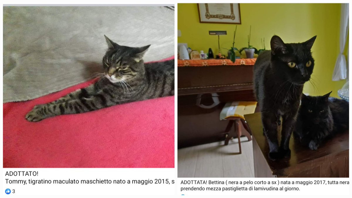 unonlus's tweet photo. Sono a Cervarese Santa Croce ( pd ). 
#Bettina e #tommy  #adottati, #hank purtroppo ha attraversato il ponte  😟😟, mr.#graffio #cinna #gale #cercafamiglia 
🆘️🆘️🆘️🆘️🆘️🙏🏻🙏🏻
Per info contattate su messanger Caterina Turetta o  scrivete al 3496959726
#uadapadova https://t.co/dj6Xnh8atY