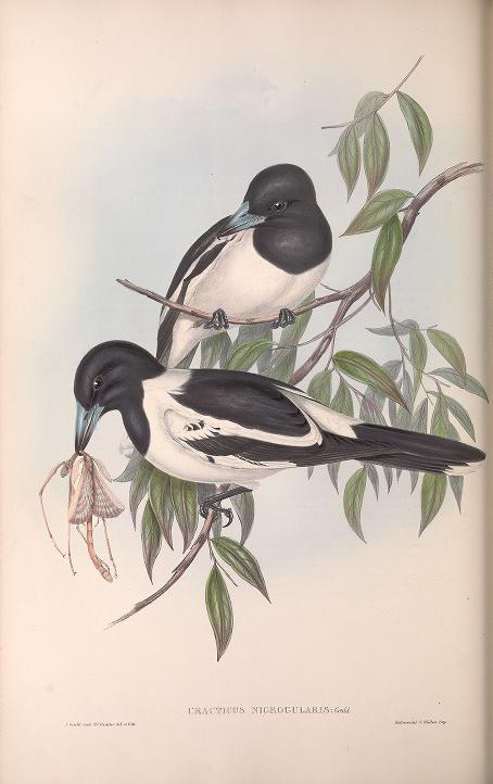 bhl_au's tweet photo. Still wondering what to give your loved one on #ValentinesDay? Here's some inspiration from Gould 's "Birds of Australia" via @BioDivLibrary @SILibraries. https://t.co/NJtBaqVHL6 #LoveInTheLibrary #LibraryLove #LibraryLoversDay https://t.co/Xh9dEh1hcd