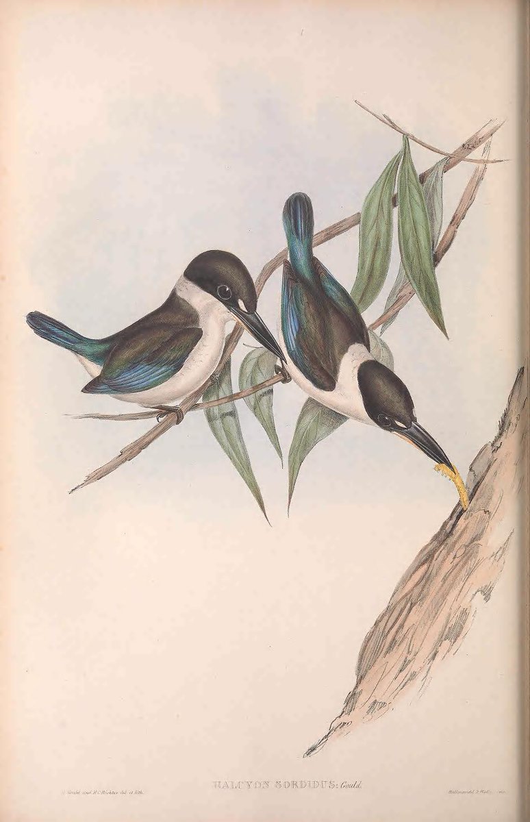 bhl_au's tweet photo. Still wondering what to give your loved one on #ValentinesDay? Here's some inspiration from Gould 's "Birds of Australia" via @BioDivLibrary @SILibraries. https://t.co/NJtBaqVHL6 #LoveInTheLibrary #LibraryLove #LibraryLoversDay https://t.co/Xh9dEh1hcd