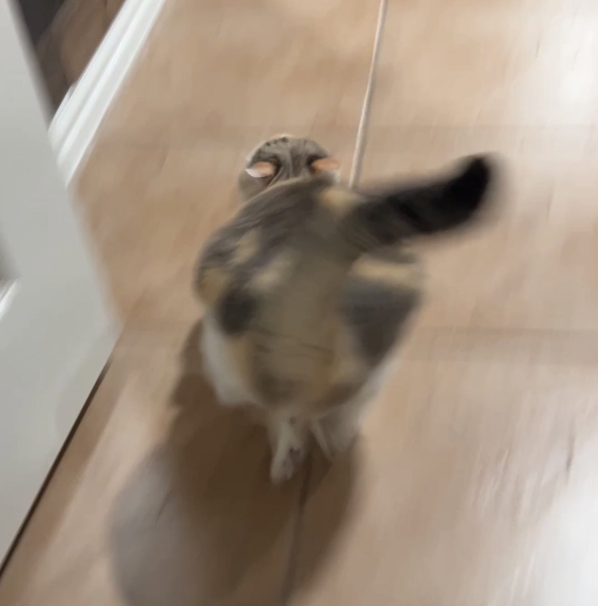 fatfatpankocat's tweet photo. You got a fast car 
I got a plan to get us out of here https://t.co/3hKnb9KW9x