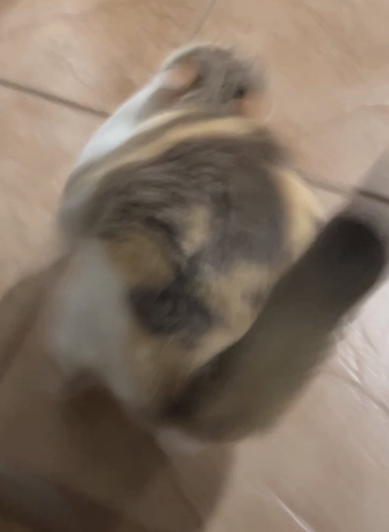 fatfatpankocat's tweet photo. You got a fast car 
I got a plan to get us out of here https://t.co/3hKnb9KW9x