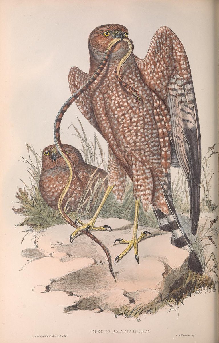 Still wondering what to give your loved one on #ValentinesDay? Here's some inspiration from Gould 's 'Birds of Australia' via @BioDivLibrary @SILibraries. biodiversitylibrary.org/bibliography/1… #LoveInTheLibrary #LibraryLove #LibraryLoversDay