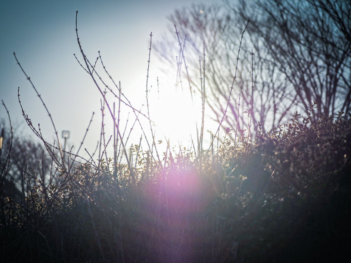 「あささんぽ。心なしか、植物たちの葉の色づきや匂いが濃くなってきた気がします。春は」|かみま@OPVR7 北の広場-M-3 クロタネソウ。のイラスト