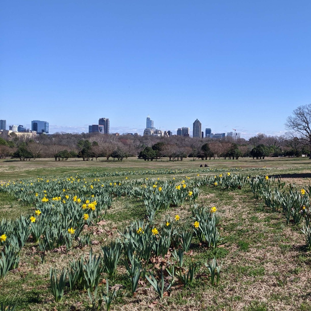 The daffodils are blooming! ☀️☀️☀️ Head out to Flowers Field in the coming days to take a peek. 

☀️ More info: dixpark.org/daffodils