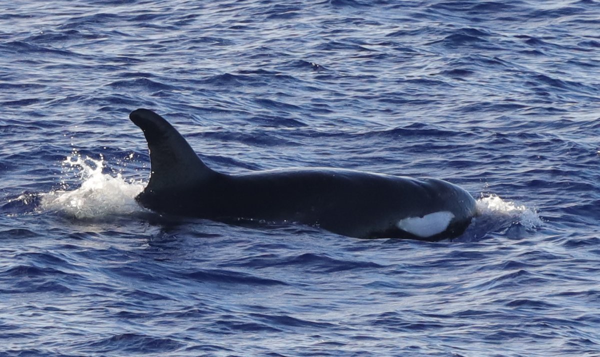 Orcas have one of the widest geographic distributions of any mammal, and there are some populations that call the tropics home. A subgroup surfaced near the ship during a 2023 survey, giving the team quite a show! #WhaleWeek storymaps.arcgis.com/stories/b3bbf0…