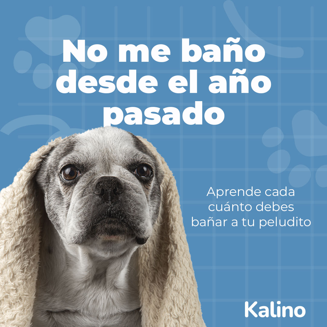 kalinopets's tweet photo. Que este año no te encuentre con tu mascota sucia, báñalo para que comience con la patita derecha 🐾😉🐶
#mascotas #Pets #fundaciones #animalesrescatados #refugiosdeanimales #perritos #perros #dogslife #animales https://t.co/pNSnd759JM