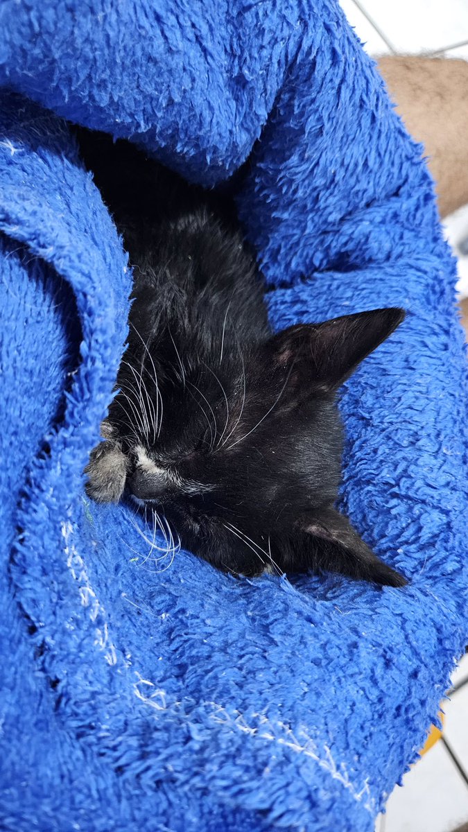 herikmed's tweet image. 🚨🚨🚨PRECISO DE AJUDA🚨🚨🚨

Galera estávamos no meio da avenida e tinha esse gatinho, paramos pra tirar mas quando saímos ele tinha sumido. Depois de um tempo percebemos que ele estava dentro do carro (ele tava miando muito)! Infelizmente não tenho condições de arcar com tudo +