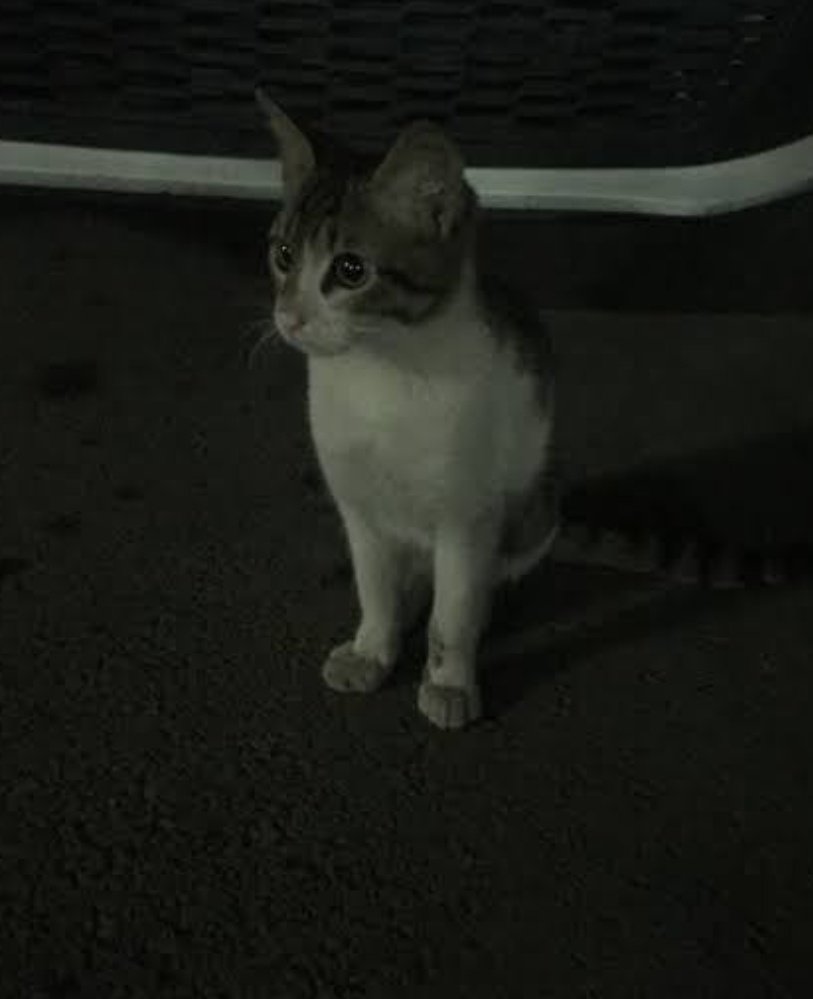 devinicon's tweet photo. Tüm site ve bütün ülke senin için ayakta Minnak Eros!
Sen ölmedin: belki bir çocuğun, belki bir kadının, belki de ağacın yaşaması için direniyorsun!
Sen artık sadece küçük bir kedi değil koskocaman bir sembolsün.
Seninle gurur duyuyoruz!

#ibrahimkeloglantutuklansın https://t.co/UpJmKlLjHM