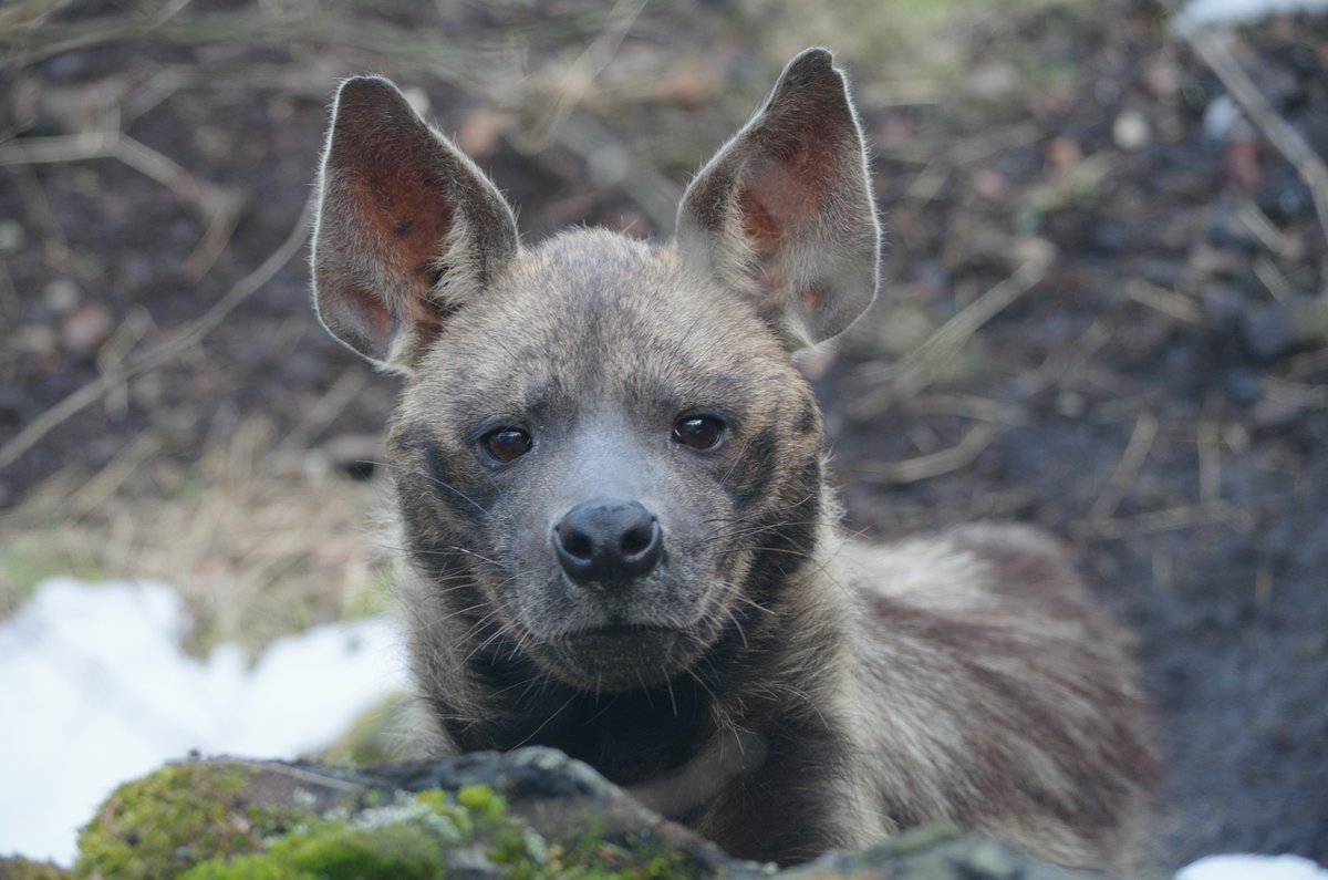 シマハイエナでおはようございます

#シマハイエナ #富士サファリパーク
#StripedHyena #Hyena #ハイエナ
#ハイエナ地位向上委員会