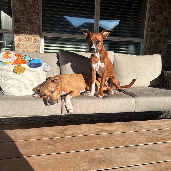 These two sure do like their comfort! https://t.co/UtgdHzLuTP<a href="/tag/nationalloveyourpetday"class="tags"><span>#nationalloveyourpetday</span></a>