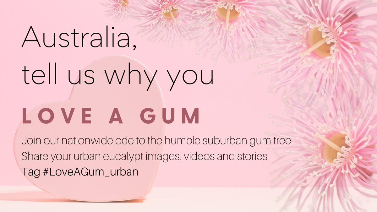 Australia, show us what you love about the humble suburban gum tree! To celebrate this year's #NationalEucalyptDay theme, 'Urban Champions', let's kick off a nationwide #eucalypt lovefest! Share a snap and a story featuring urban #eucalypts + tag #LoveAGum_urban! #valentinesday