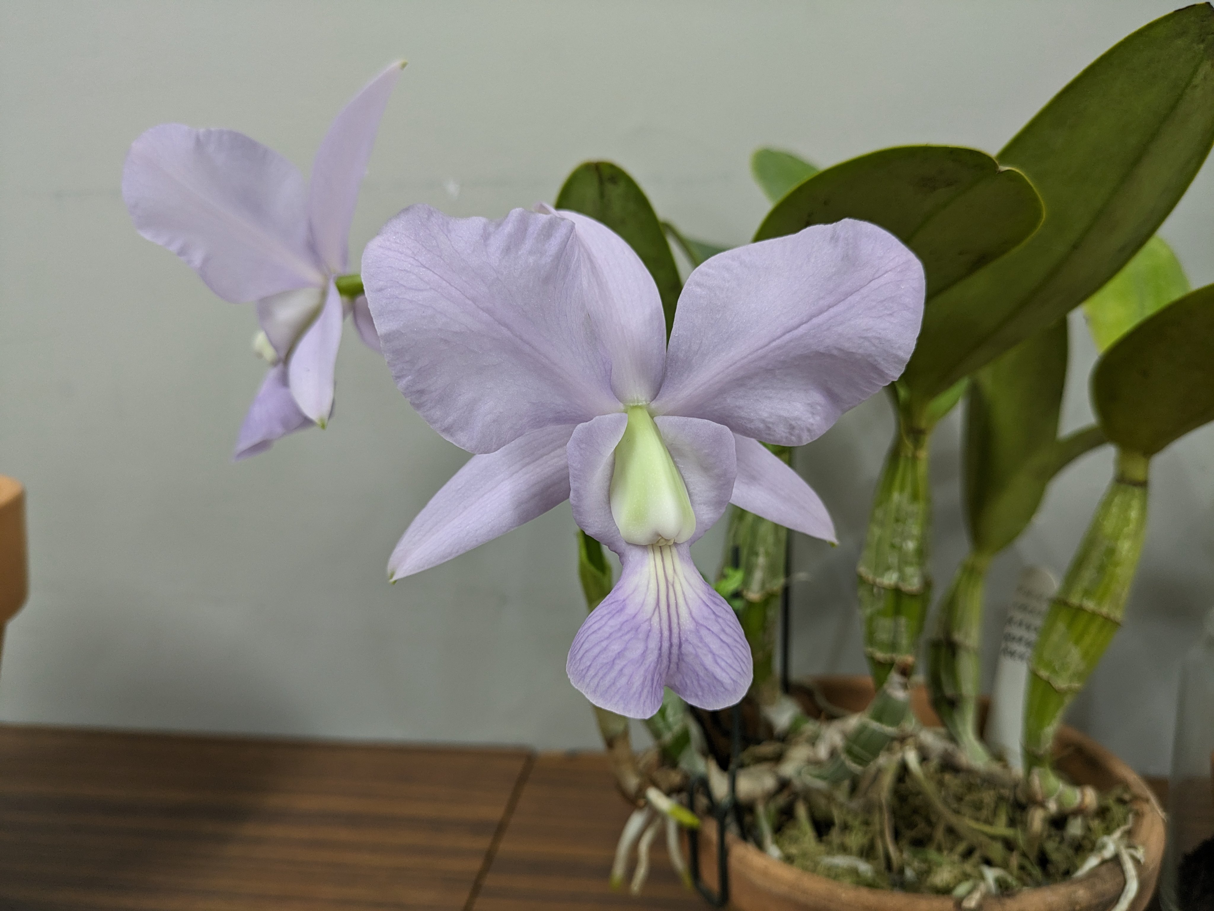 フランス産 アシナカコガネ セット Hoplia coerulea blue